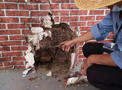 白蚁对建筑墙体的危害